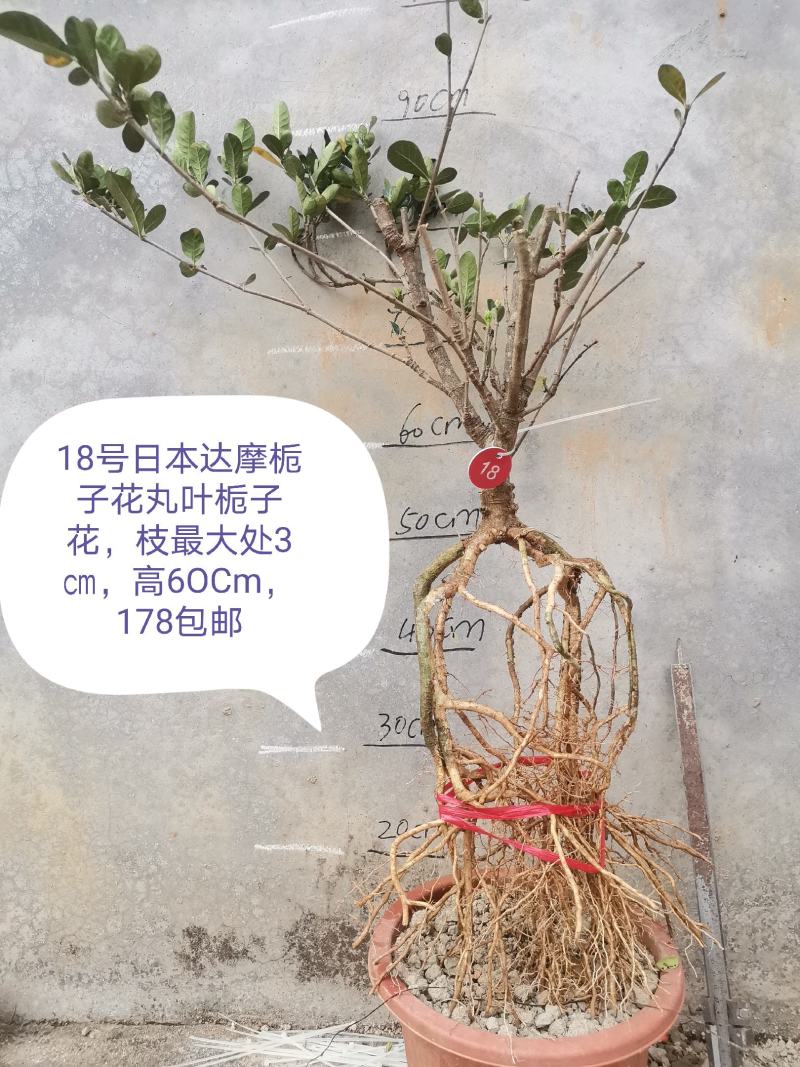 日本达摩栀子花丸叶栀子花提根栀子花