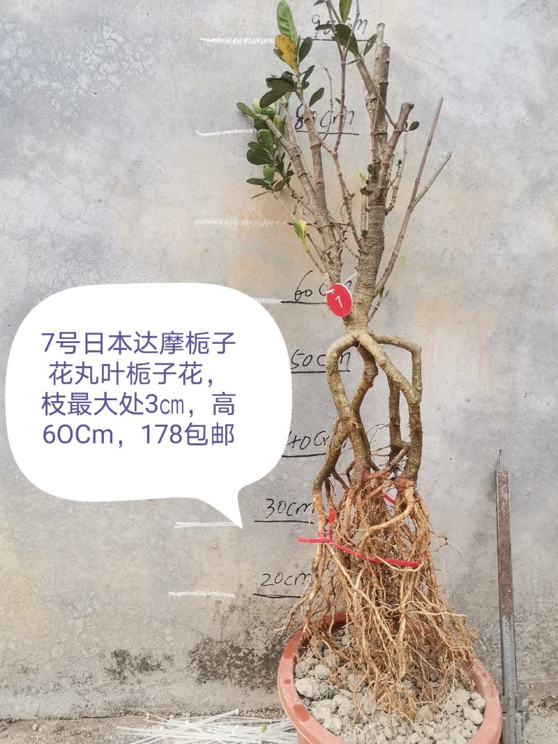 日本达摩栀子花丸叶栀子花提根栀子花