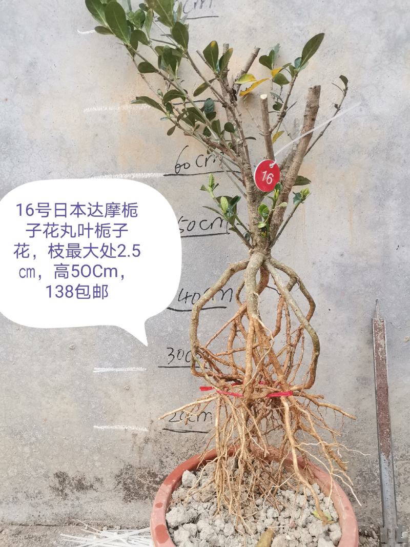 日本达摩栀子花丸叶栀子花提根栀子花