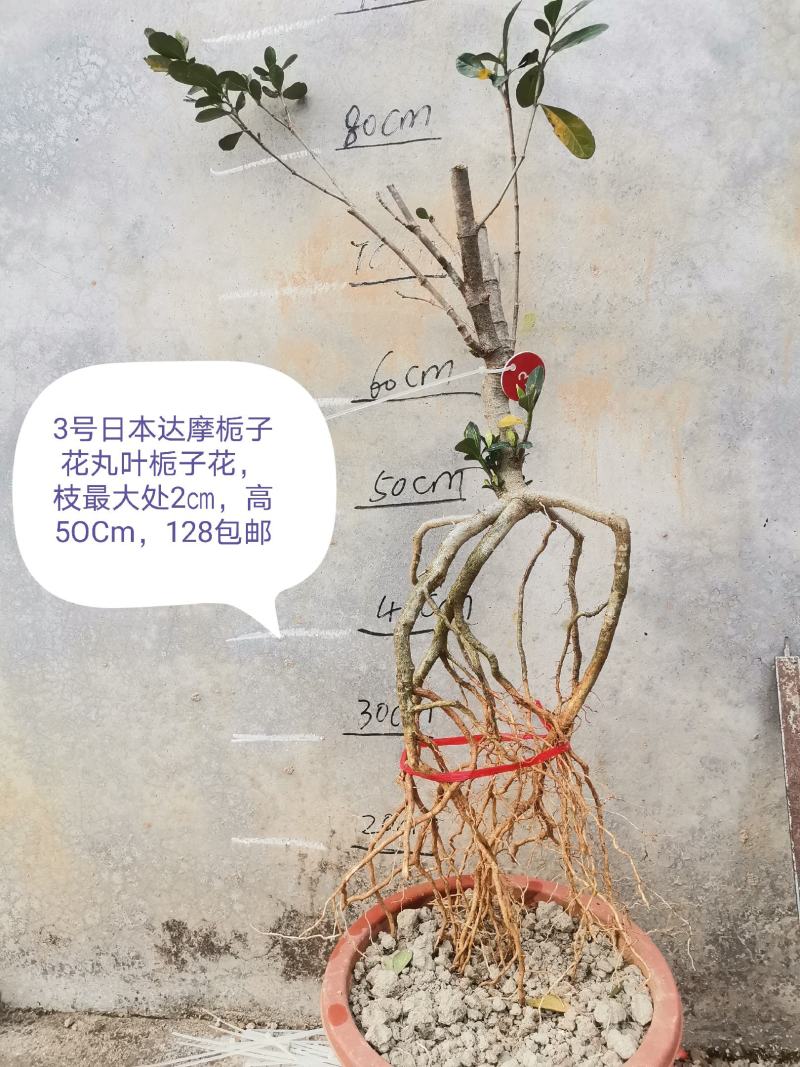 日本达摩栀子花丸叶栀子花提根栀子花