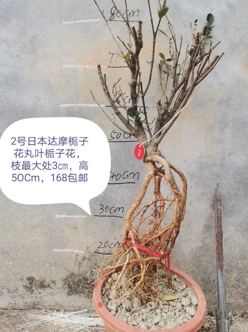 日本达摩栀子花丸叶栀子花提根栀子花