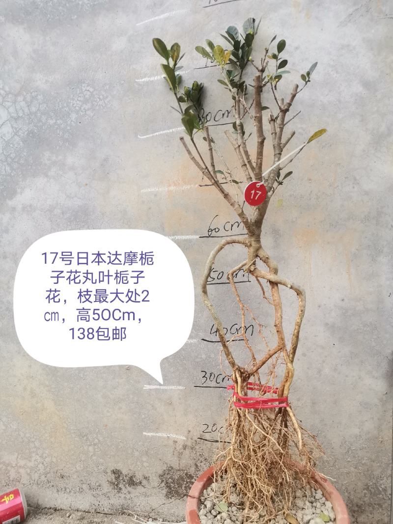 日本达摩栀子花丸叶栀子花提根栀子花