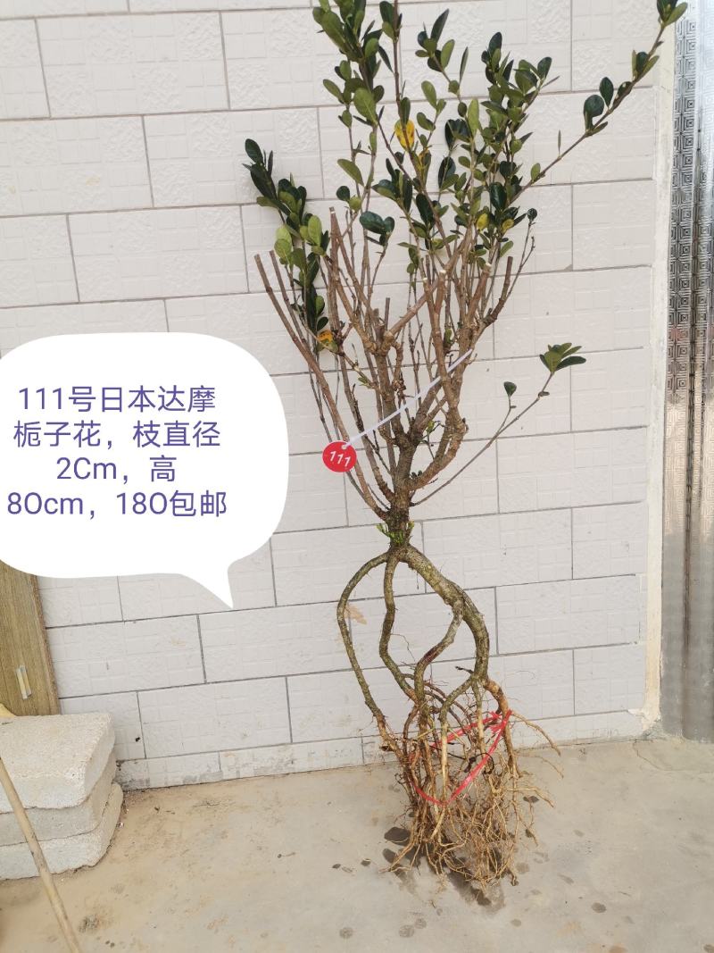 日本达摩栀子花丸叶栀子花提根栀子花
