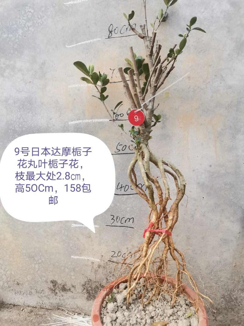 日本达摩栀子花丸叶栀子花提根栀子花