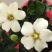 日本达摩栀子花丸叶栀子花提根栀子花