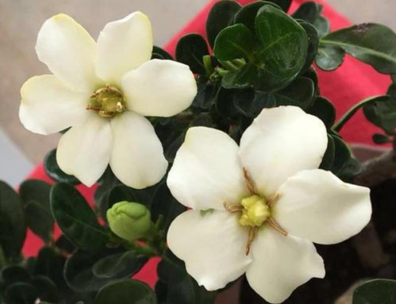 日本达摩栀子花丸叶栀子花提根栀子花