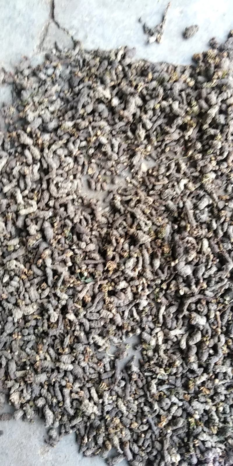 天葵子中药材新鲜野生天葵草天葵根籽紫背天葵子