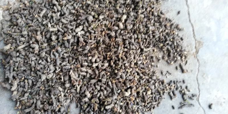 天葵子中药材新鲜野生天葵草天葵根籽紫背天葵子
