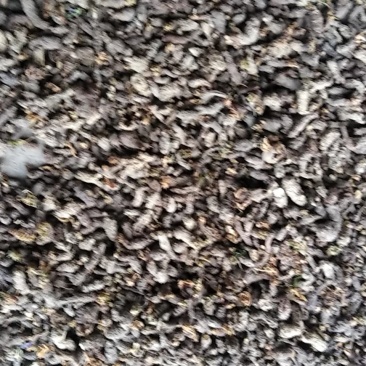天葵子中药材新鲜野生天葵草天葵根籽紫背天葵子