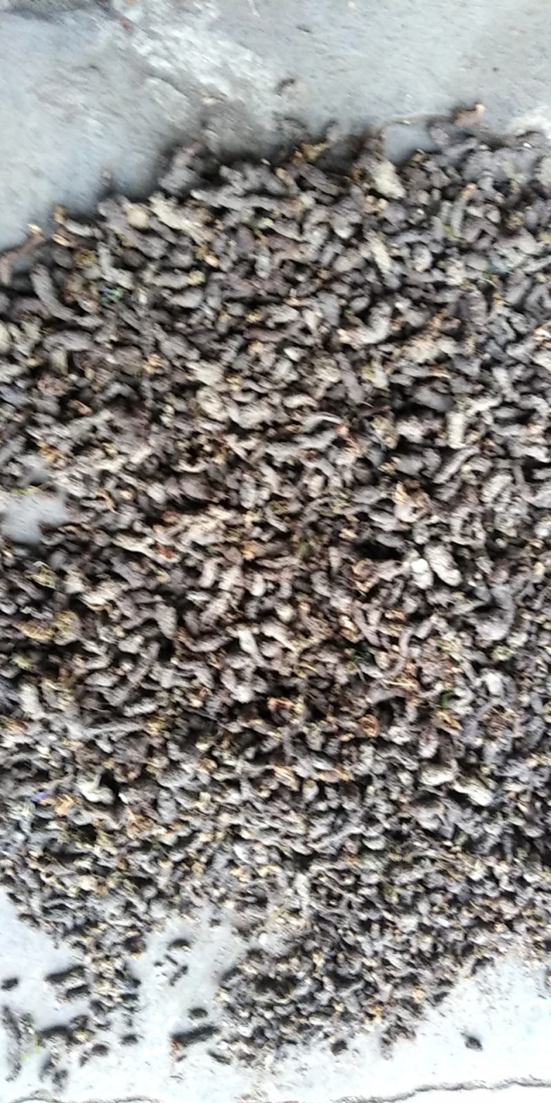 天葵子中药材新鲜野生天葵草天葵根籽紫背天葵子