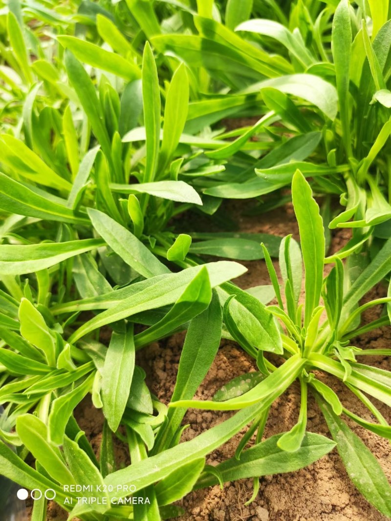 基地面条菜种子大量出售