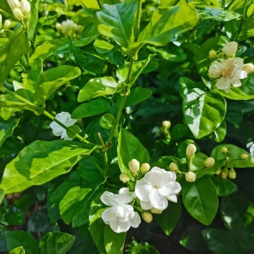新品种茉莉花，虎头笔尖