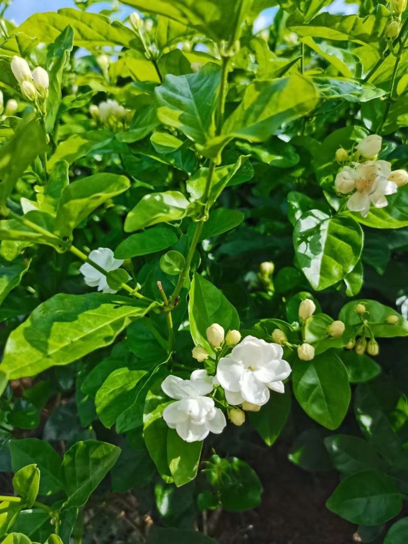 新品种茉莉花，虎头笔尖