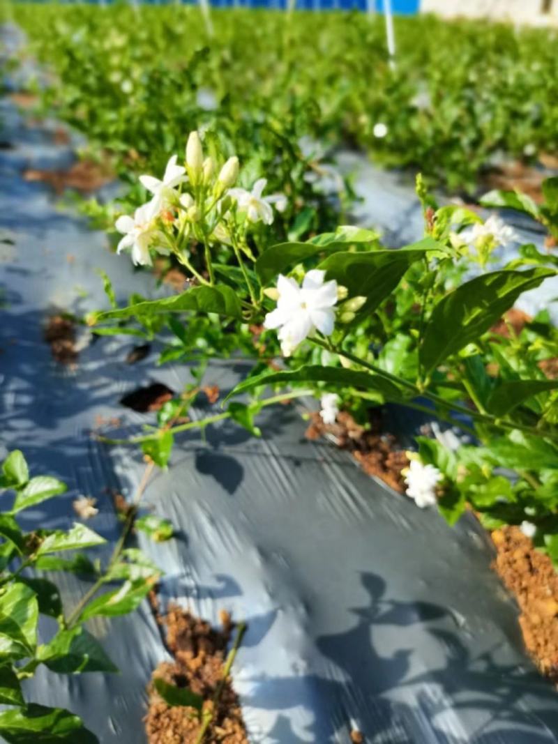 新品种茉莉花，虎头笔尖