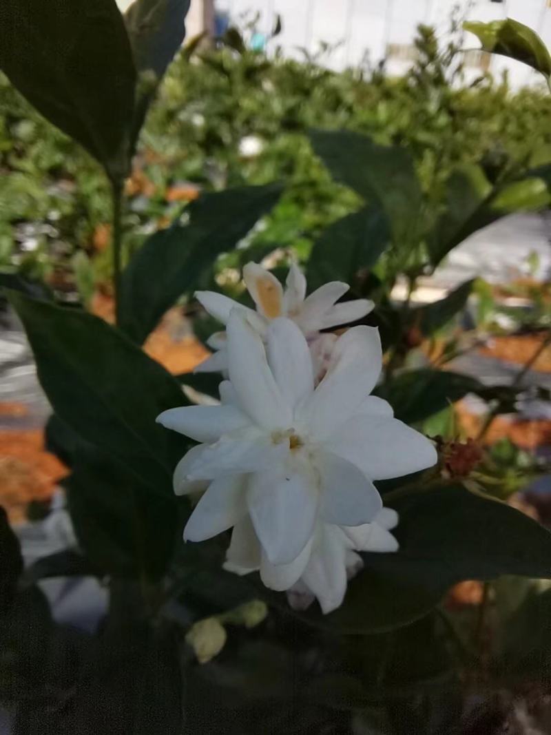 新品种茉莉花，虎头笔尖