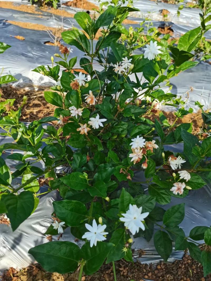 新品种茉莉花，虎头笔尖