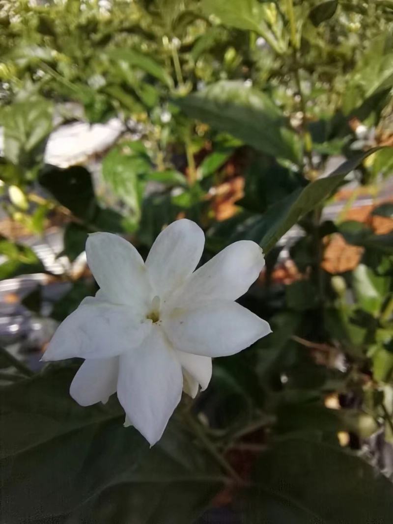 新品种茉莉花，虎头笔尖