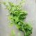 新品种茉莉花，虎头笔尖