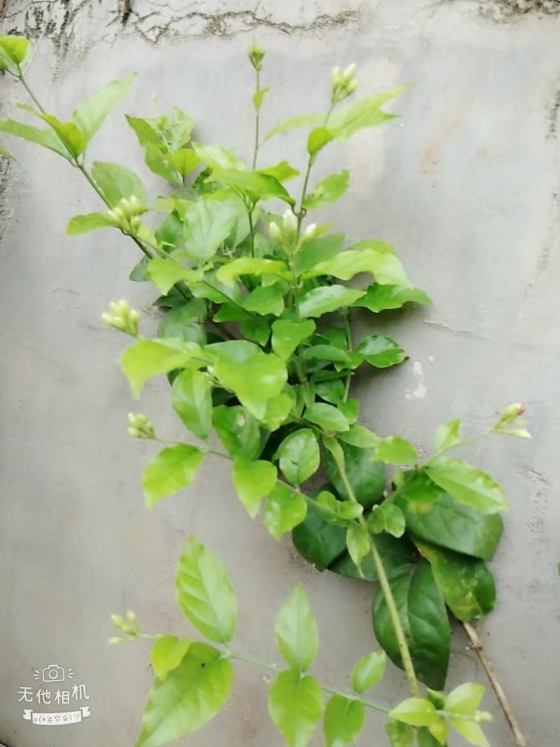 新品种茉莉花，虎头笔尖