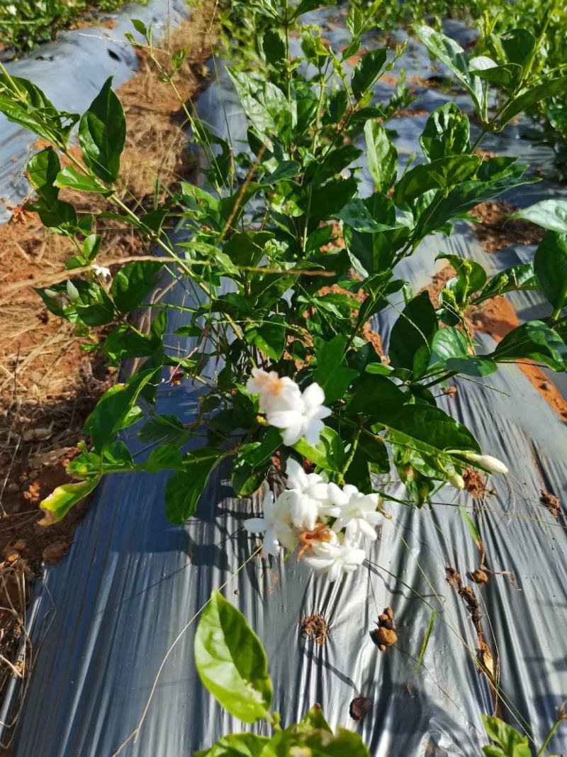 新品种茉莉花，虎头笔尖