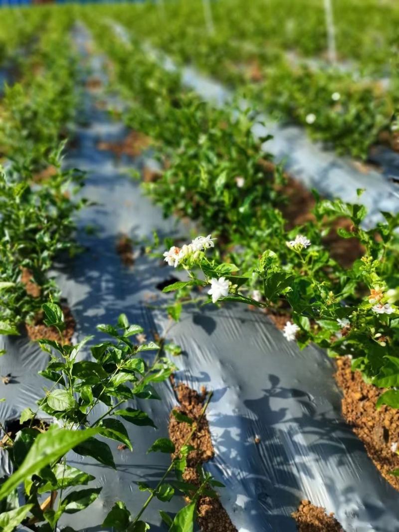 新品种茉莉花，虎头笔尖