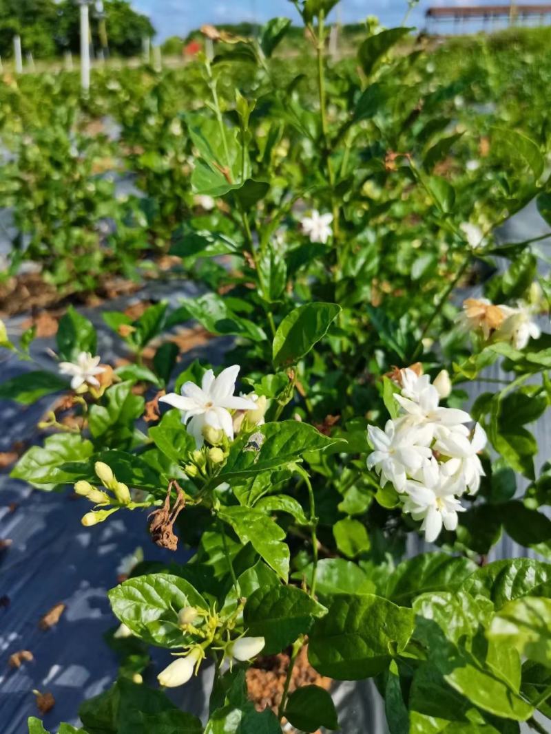 新品种茉莉花，虎头笔尖