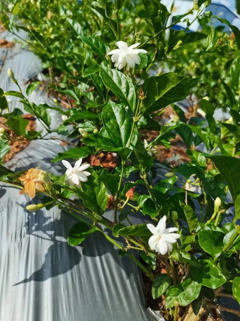 新品种茉莉花，虎头笔尖
