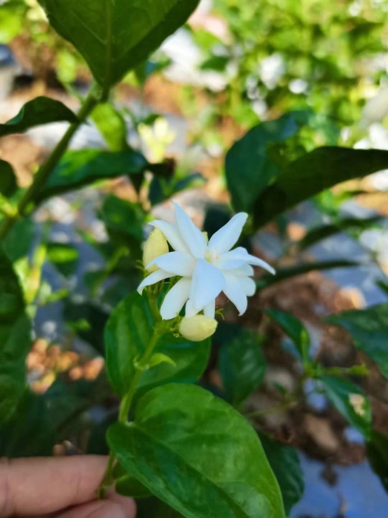 新品种茉莉花，虎头笔尖