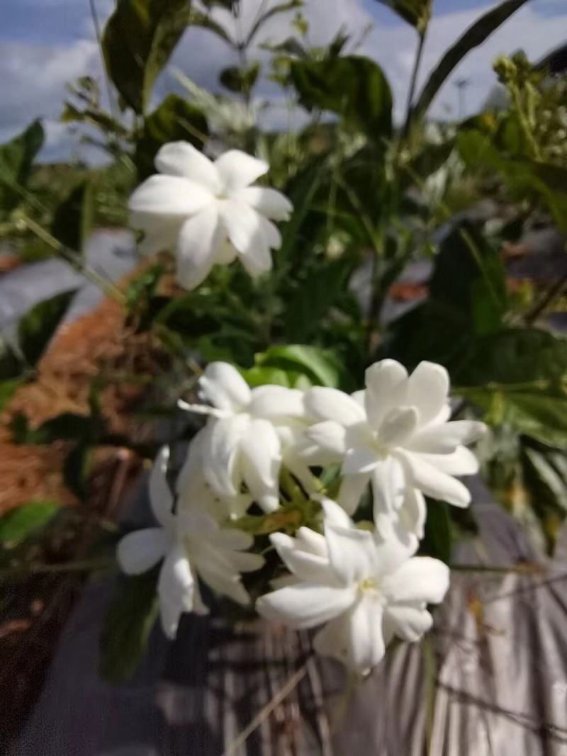 新品种茉莉花，虎头笔尖
