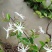 新品种茉莉花，虎头笔尖