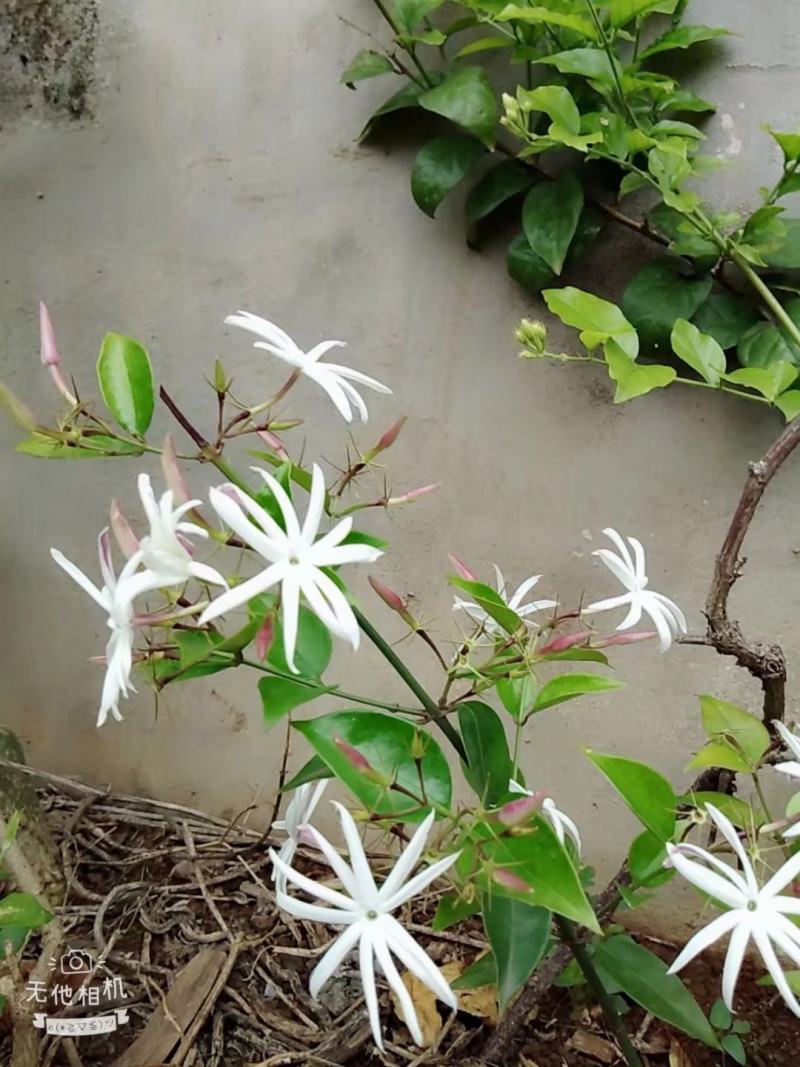 新品种茉莉花，虎头笔尖