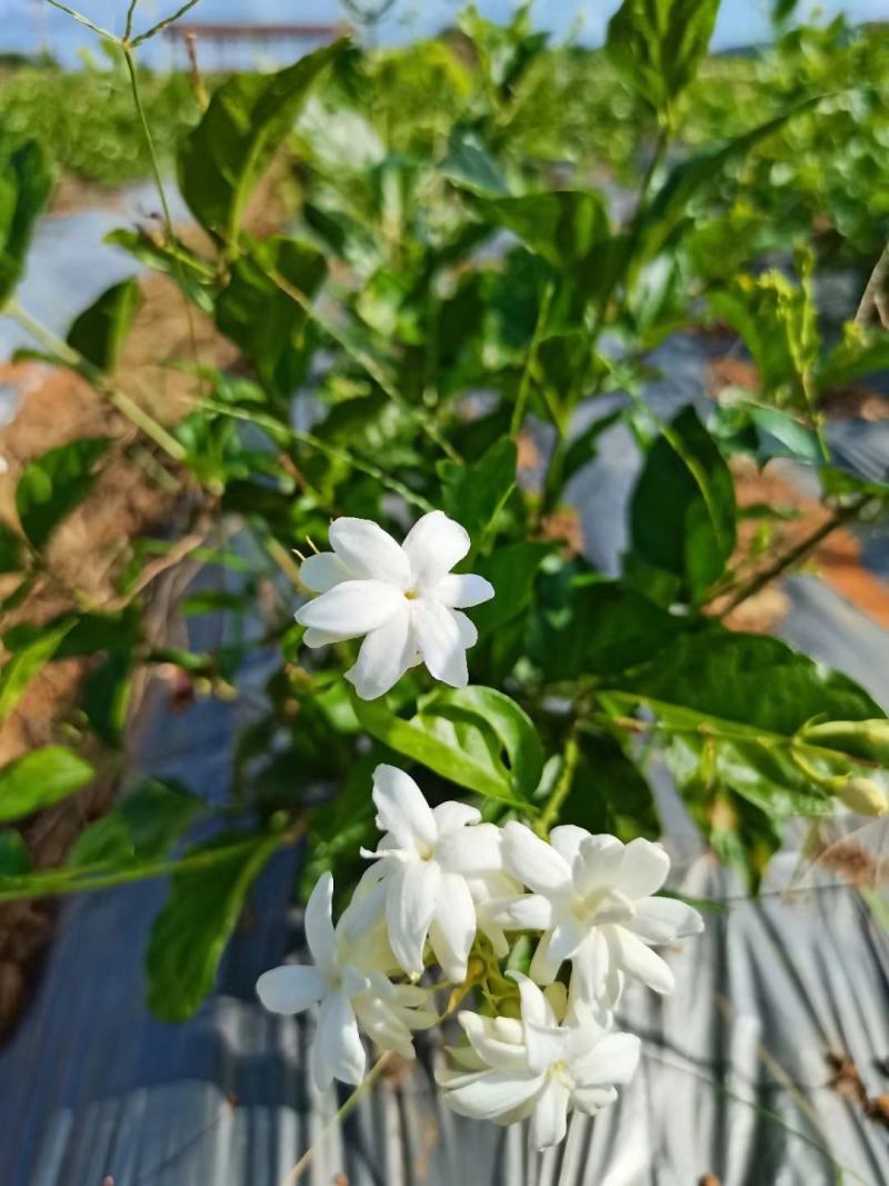 新品种茉莉花，虎头笔尖