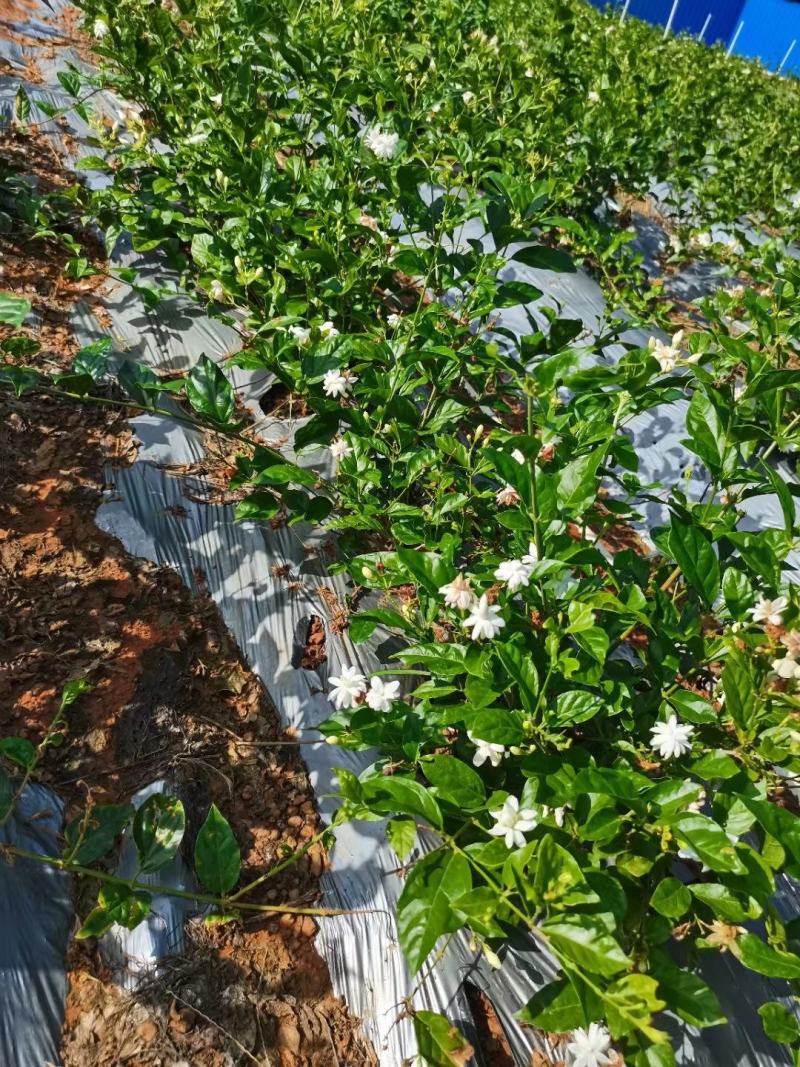 新品种茉莉花，虎头笔尖