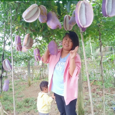 八月瓜苗（少籽，紫果，48小时内发货），包成活包售后服务