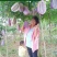 八月瓜苗（少籽，紫果，48小时内发货），包成活包售后服务