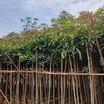 芒果树3-5公分，移植袋苗