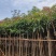 芒果树3-5公分，移植袋苗