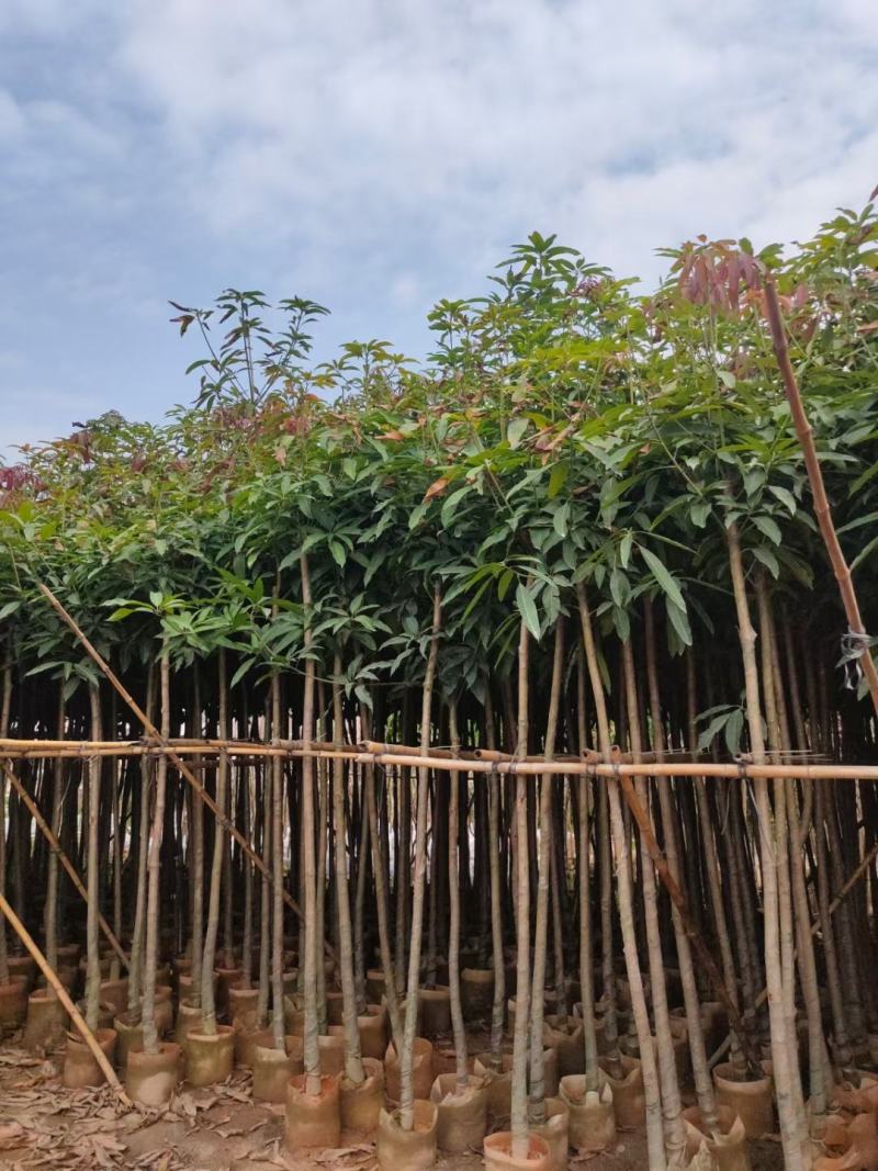 芒果树3-5公分，移植袋苗