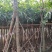 芒果树3-5公分，移植袋苗
