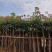 芒果树3-5公分，移植袋苗