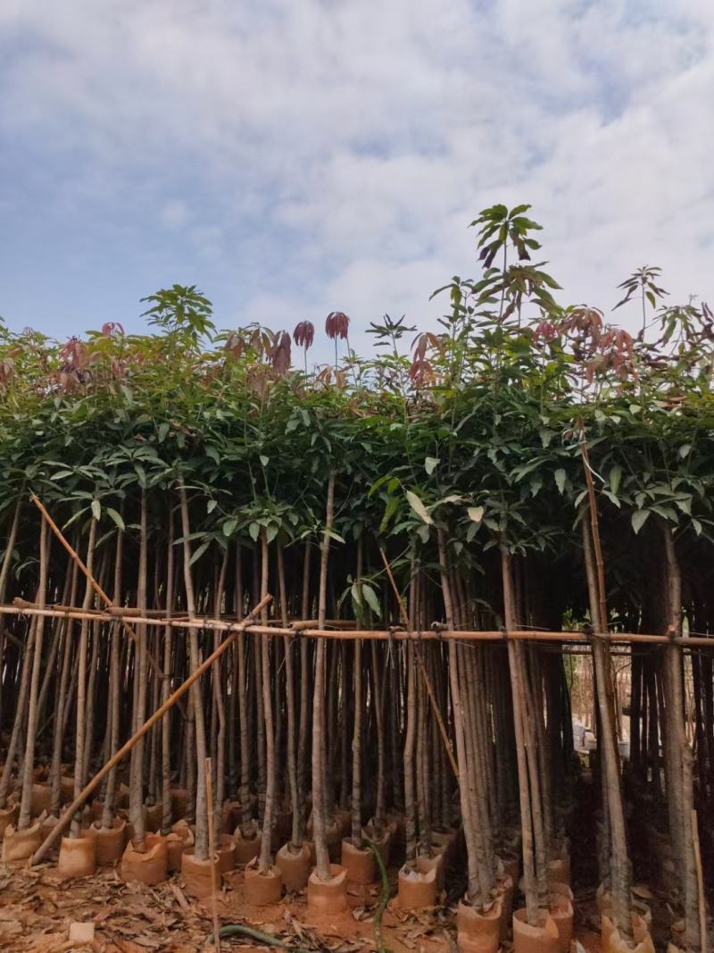 芒果树3-5公分，移植袋苗