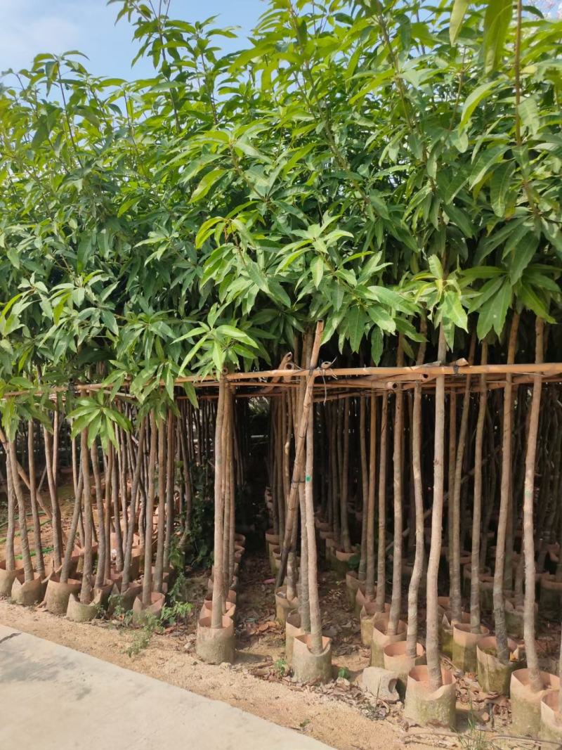 芒果树3-5公分，移植袋苗