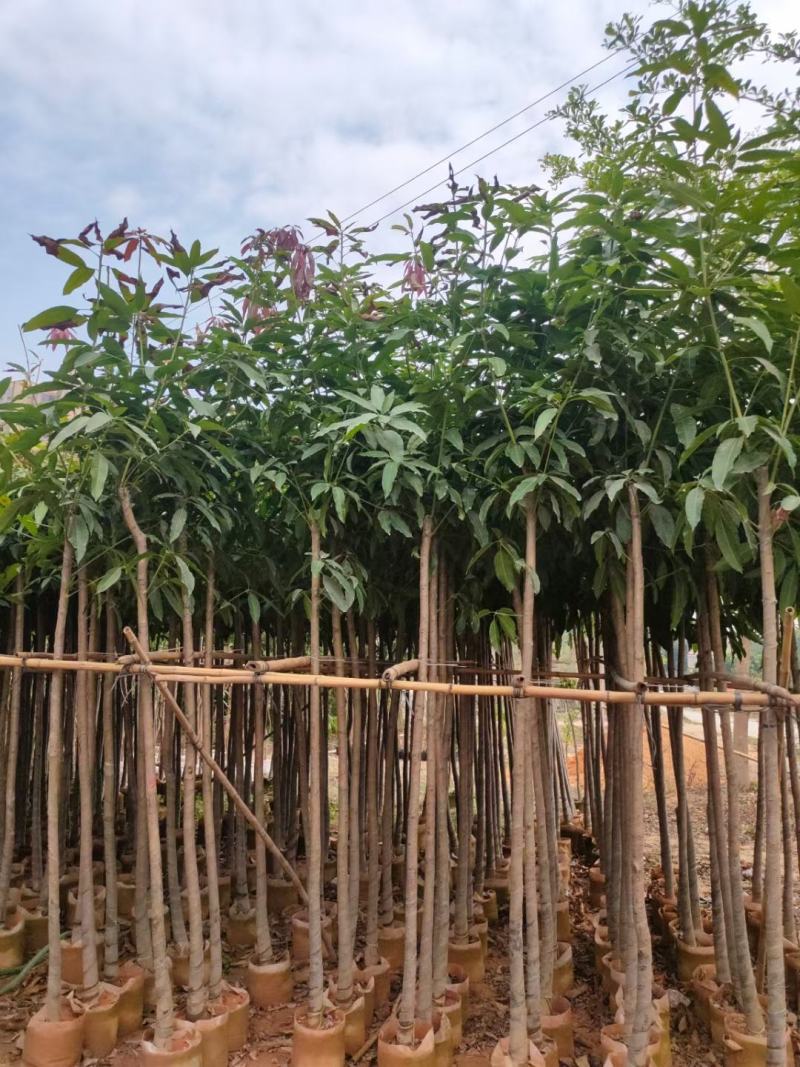 芒果树3-5公分，移植袋苗