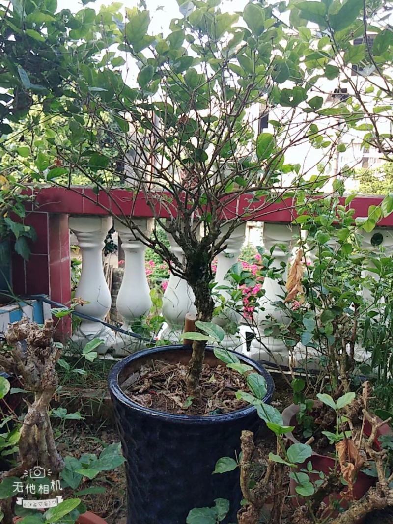 茉莉老桩，阳台盆景观花观叶植物