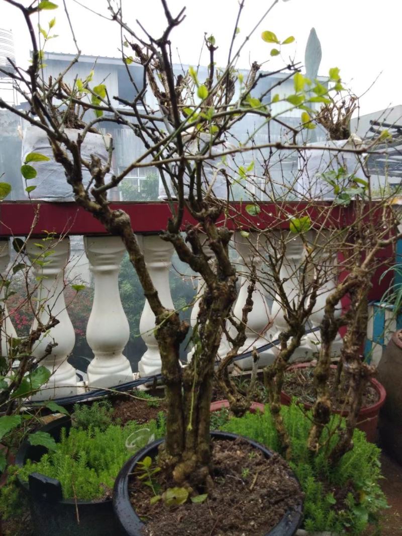 茉莉老桩，阳台盆景观花观叶植物