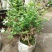 茉莉老桩，阳台盆景观花观叶植物