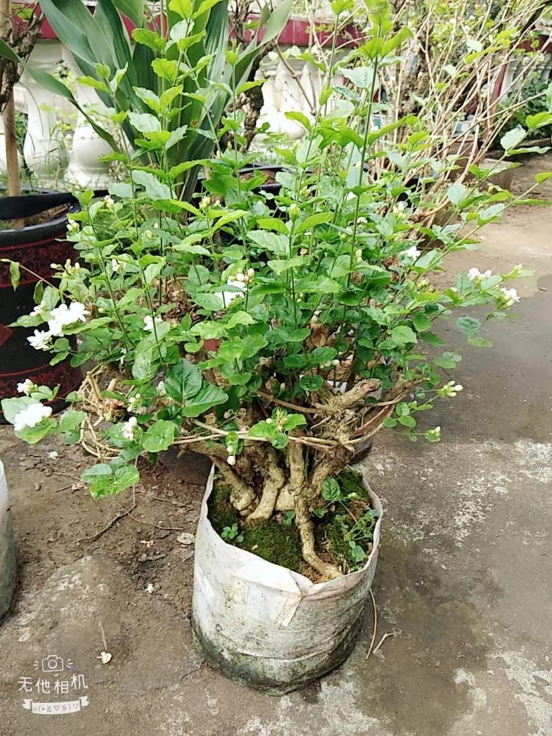 茉莉老桩，阳台盆景观花观叶植物
