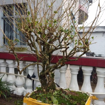 茉莉老桩，阳台盆景观花观叶植物