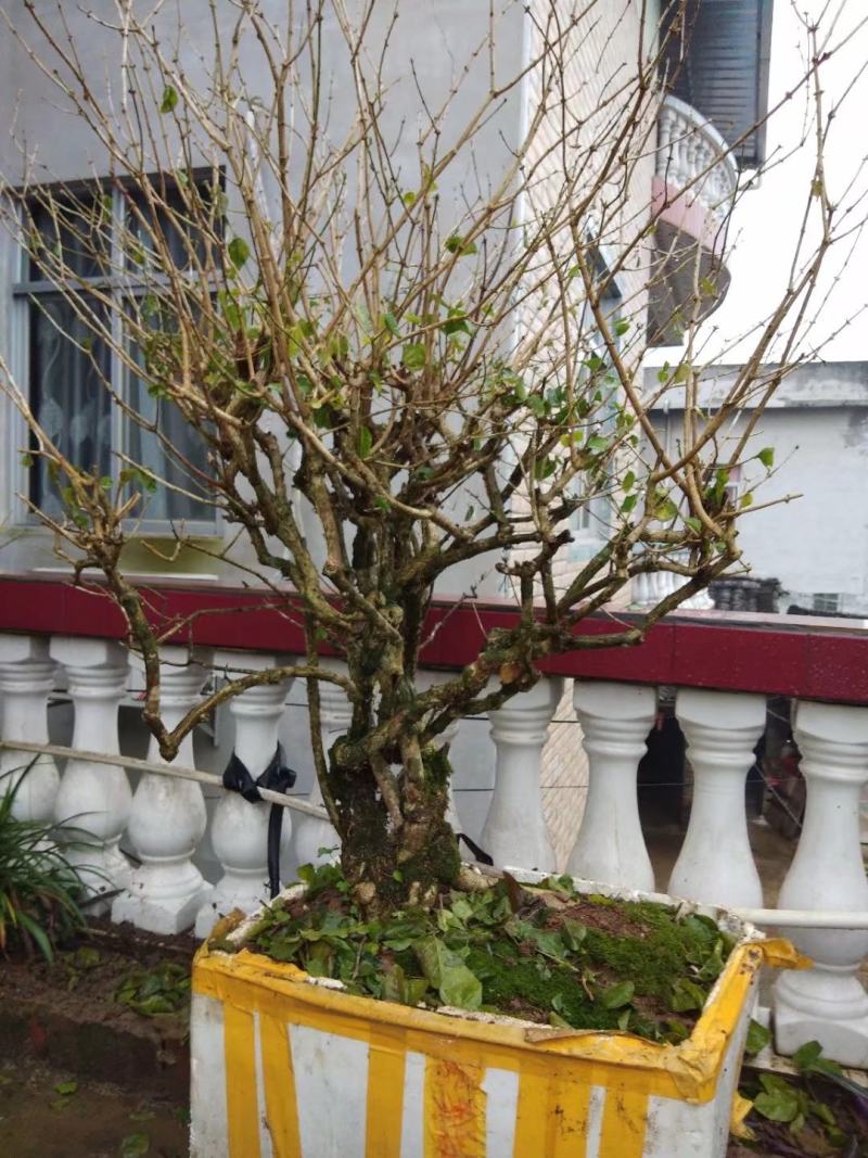 茉莉老桩，阳台盆景观花观叶植物