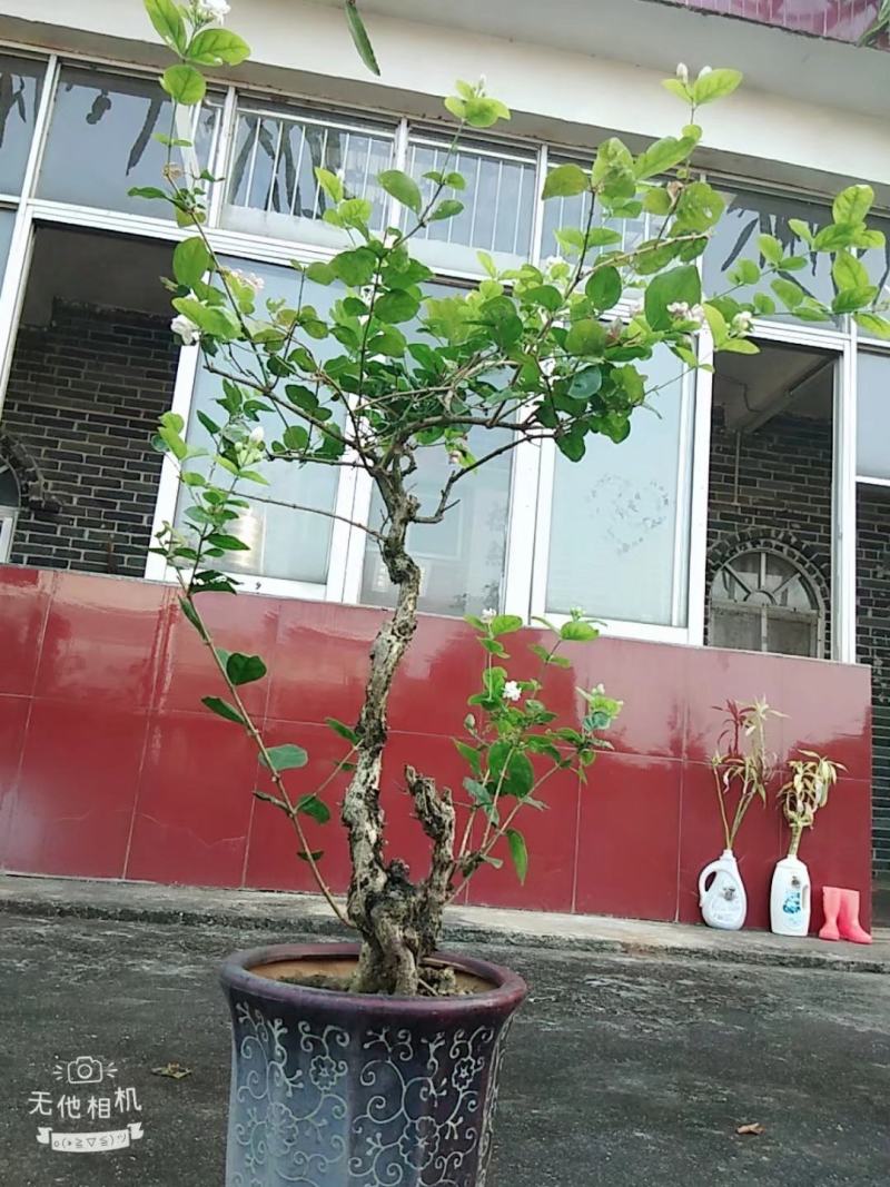 茉莉老桩，阳台盆景观花观叶植物